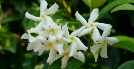 Una chicca sull’aromaterapia