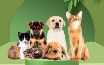Omeopatia veterinaria – Trattamento depurativo e cura della cute