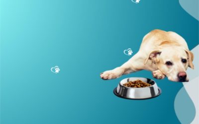 Omeopatia veterinaria – Favorire la digestione